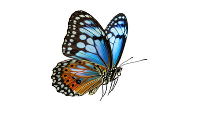 Naklejka premium Beautiful monarch butterfly PNG isolated on transparent background, colorful insect with detailed wings for nature and design projects
