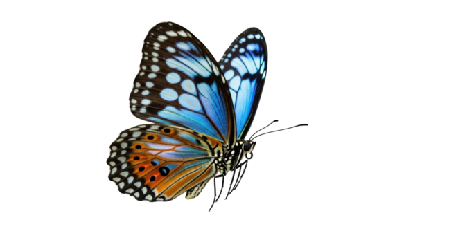 Beautiful monarch butterfly PNG isolated on transparent background, colorful insect with detailed wings for nature and design projects