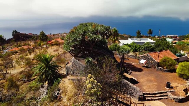 Aerial drone orbit shot around the iconic ancient Dragon Tree (Dracaena draco) at Mirador de Los Dragos viewpoint in Puntagorda, La Palma, Canary Islands, Spain.