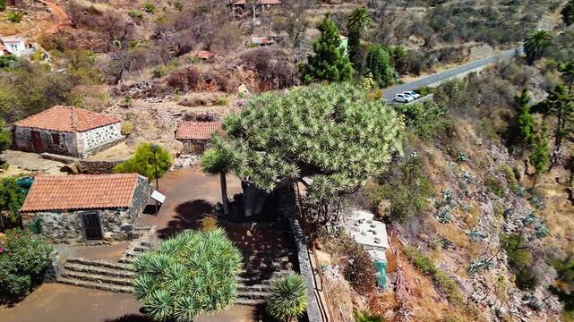 Birds eye aerial drone orbit shot circling the ancient Dragon Tree (Dracaena draco) at Mirador de Los Dragos viewpoint on La Palma, Canary Islands, Spain.