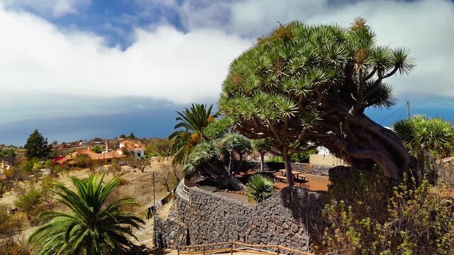 Aerial drone panning shot revealing the iconic ancient Dragon Tree (Dracaena draco) at Mirador de Los Dragos viewpoint in Puntagorda, La Palma, Canary Islands, Spain.