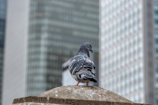 Pigeon Perched Against Urban Skyscrapers