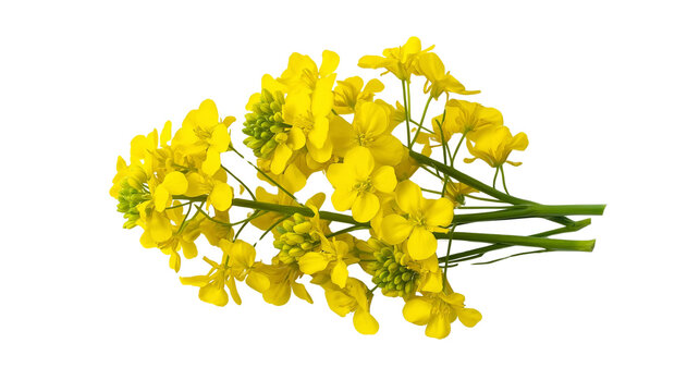 bouquet of rapeseed flowers isolated on a white background, top view. vibrant yellow canola flower bunch, rapeseed or mustard plants. cooking oil and biogas plant products concept. high-quality photo.
