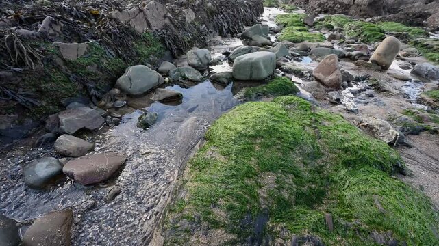 Rocks on the beach gathering moss seen at low tide