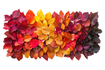 Autumn leaf arrangement with red, orange, and purple leaves isolated on white, showcasing fall colors for seasonal design or decoration elements