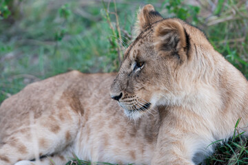 portrait of a lion