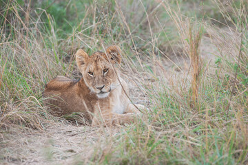 lioness in the grass