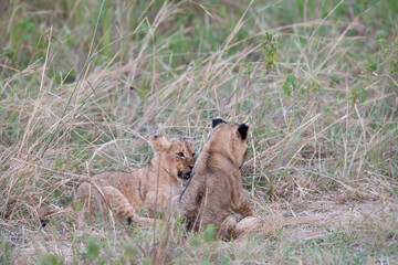 lion cub in the grass