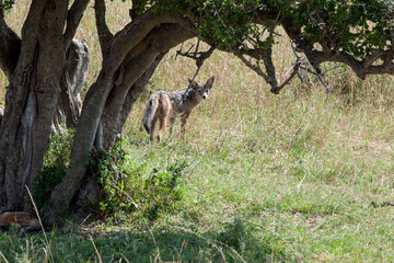 jackal in the national park Masai Mara