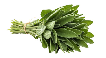 Fresh sage herb bunch isolated PNG, aromatic culinary plant for cooking and seasoning on transparent background