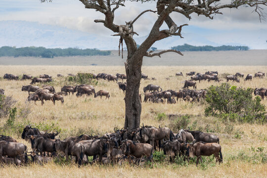 herd of wildebeest