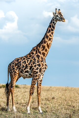 Giraffe in the Savannah of Kenya