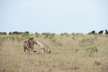 Lion