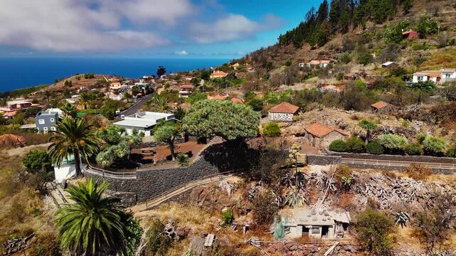 Dynamic aerial drone wide circling shot of the massive ancient Dragon Tree (Dracaena draco) landmark at Puntagorda, La Palma, Canary Islands.