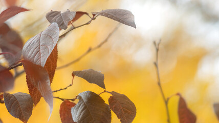 Bright yellow autumn background with red-orange leaves