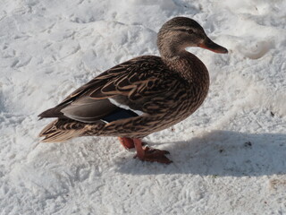duck on the snow