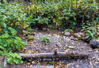the sources of a mountain river in the mountains in a wooded area in summer , morning in nature