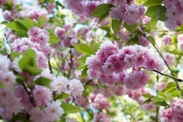 Blooming sakura branches with soft pink flowers