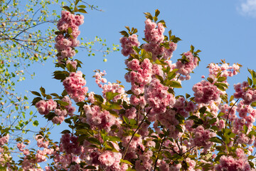 Blooming sakura branches with soft pink flowers