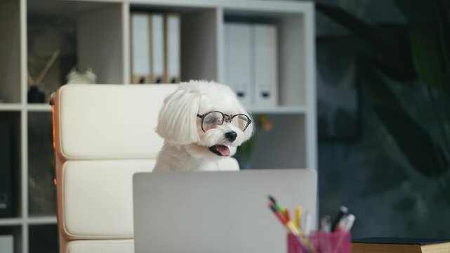 Adorable Maltese dog wearing glasses sitting in front of laptop like a student