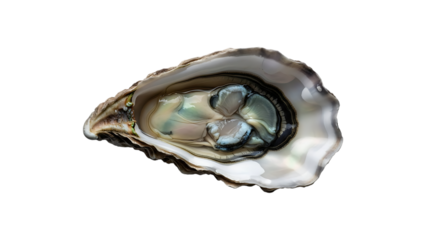 Open oyster with iridescent pearl inside isolated on transparent background