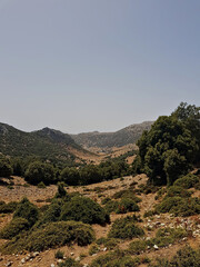 Oak trees blanket the slopes, while withered yellow grasses among them create a striking contrast between the warm green foliage and the crisp, golden undergrowth, Sunlight creates natural contrast.