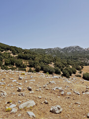 In the high, sunlit mountains, oak trees cloak the ridges while the foreground opens into bare land scattered with small rocks. Bright daylight reveals green oaks and dying yellow grasses