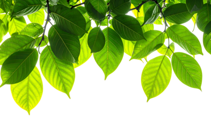 Lush green leaves with branches, partially lit, cascading over a transparent backdrop