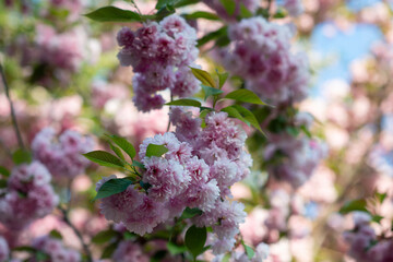 Blooming sakura branches with soft pink flowers