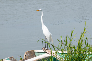 A great white egret stands gracefully on the weathered edge of an old boat in Lake Chapala, Mexico. Green reeds frame the calm lake waters under clear skies