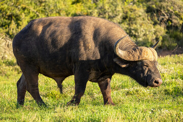 Fototapeta premium Male cape buffalo ( Syncerus caffer), Addo Elephant National Park, South Africa.
