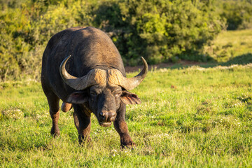 Obraz premium Male cape buffalo ( Syncerus caffer), Addo Elephant National Park, South Africa.