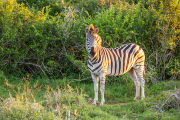 Naklejka premium Plains zebra, equus quagga, equus burchellii, common zebra, in beautiful light, Addo Elephant National Park, South Africa.