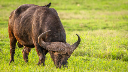 Male cape buffalo ( Syncerus caffer), Addo Elephant National Park, South Africa.