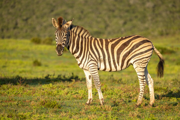 Plains zebra, equus quagga, equus burchellii, common zebra, in beautiful light, Addo Elephant National Park, South Africa.