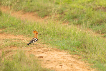 African Hoopoe (Upupa africana), Addo Elephant National Park, South Africa.