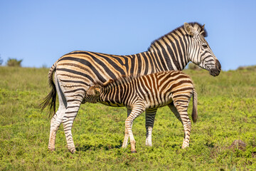 Plains zebra, equus quagga, equus burchellii, common zebra, nursing a foal, Addo Elephant National Park, South Africa.