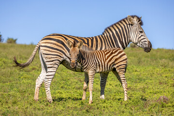 Naklejka premium Plains zebra, equus quagga, equus burchellii, common zebra, with a foal, Addo Elephant National Park, South Africa.