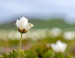 Close-up of a single, elegant white flower in a meadow, soft background creating depth and serene focus
