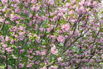 Blooming sakura branches with soft pink flowers