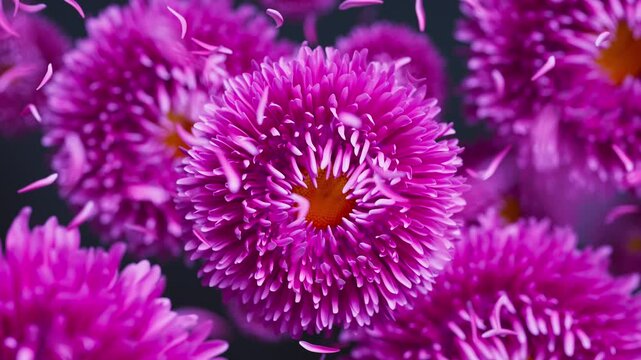 Looping 3D animation of pink aster flowers swaying softly in the wind as delicate petals float around, forming a calm and vibrant floral scene.