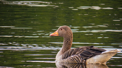 Ecopark Kołobrzeg © lech