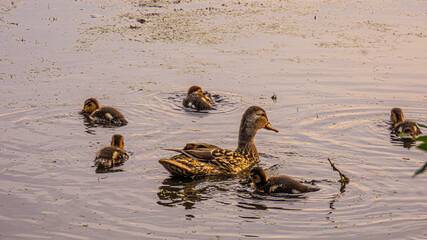 Ecopark Kołobrzeg © lech