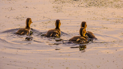 Ecopark Kołobrzeg © lech