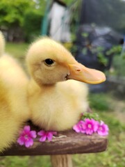 baby duck and ducklings