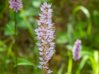 Beautiful white flowers in the garden