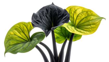 Four stylized leaves in various shades of yellow, green, and black against a dark background