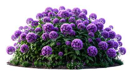 A vibrant bush of round, purple flowers atop green stems, set against a black backdrop