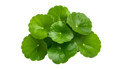 Circular, bright green leaves arranged in a cluster, isolated against a solid black background