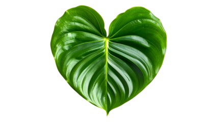 Heart-shaped, vibrant green tropical leaf with prominent veins against a black background